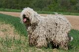 KOMONDOR 082